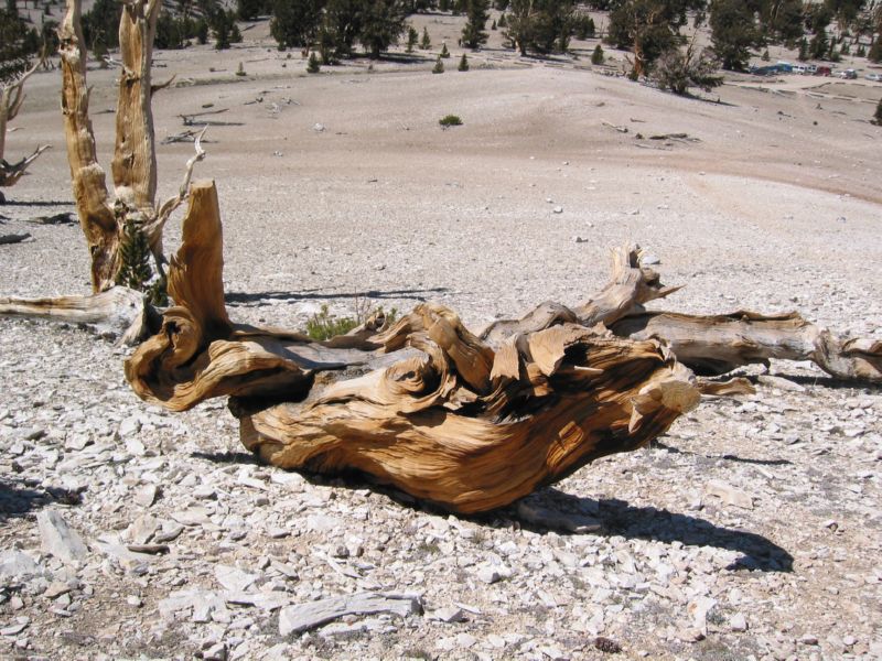 2003-09-20 White (62)
